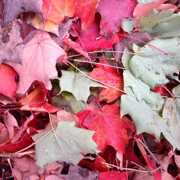 Meet your Posher, Dan - Picture 1 of 1